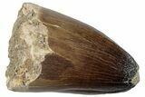 Huge, Mosasaur (Prognathodon Currii) Tooth - Morocco #259968-1